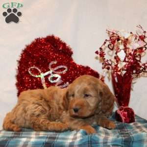 Dallas, Mini Goldendoodle Puppy